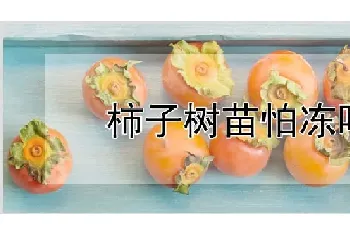 柿子树苗怕冻吗