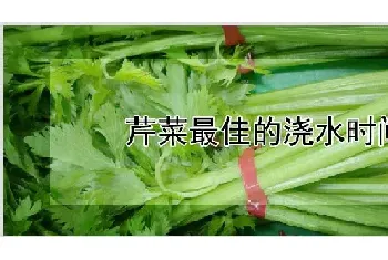 芹菜最佳的浇水时间