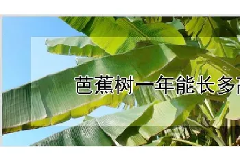 芭蕉树一年能长多高