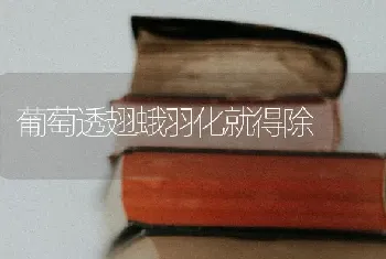 葡萄透翅蛾羽化就得除