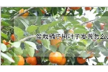 盆栽橘子树叶子发黄怎么办