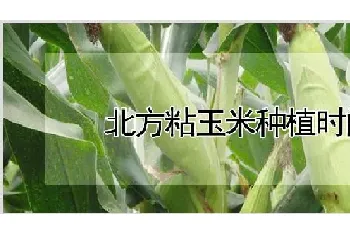 北方粘玉米种植时间