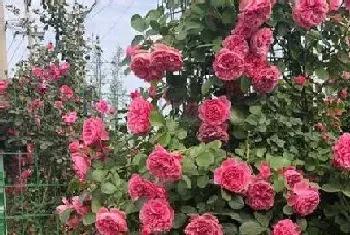 藤本月季一年开几次花,花期月份与时间?