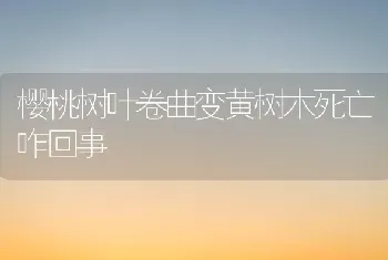 樱桃树叶卷曲变黄树木死亡咋回事