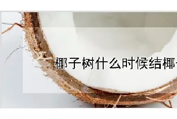 椰子树什么时候结椰子