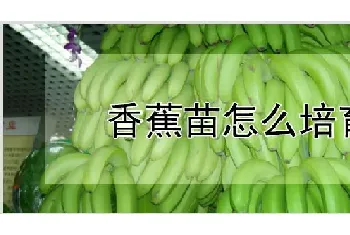 香蕉苗怎么培育