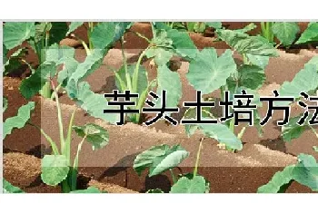 芋头土培方法