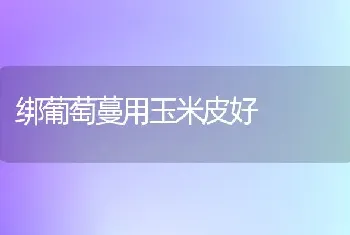 绑葡萄蔓用玉米皮好