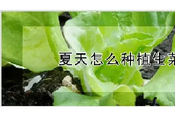 夏天怎么种植生菜