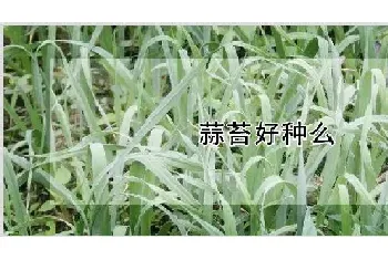 蒜苔好种么