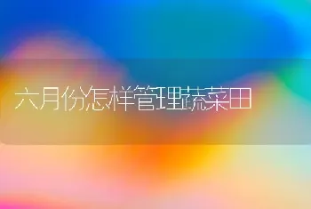 六月份怎样管理蔬菜田