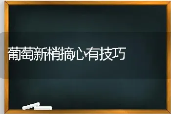 葡萄新梢摘心有技巧