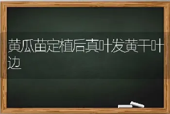 黄瓜苗定植后真叶发黄干叶边