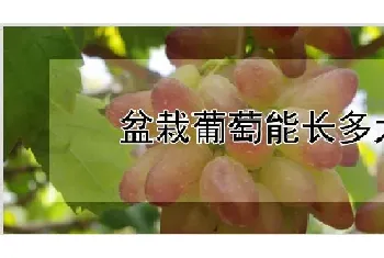 盆栽葡萄能长多大