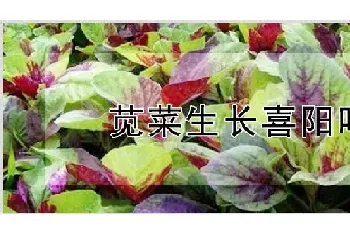 苋菜生长喜阳吗