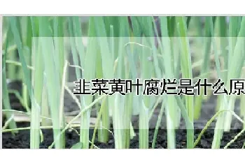 韭菜黄叶腐烂是什么原因