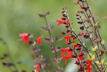 鼠尾草的花期是什么时候?