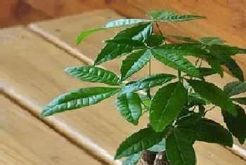 木棉科植物有哪些?木棉科植物大全