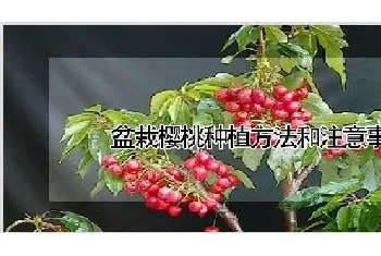 盆栽樱桃种植方法和注意事项