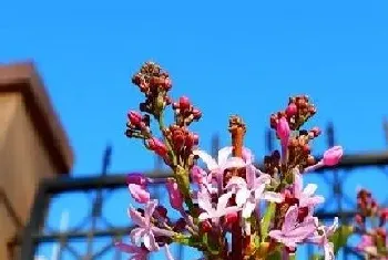 丁香花四季开花吗?