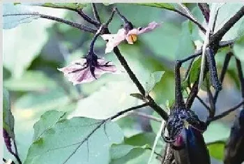 茄子低温障碍的防治方法