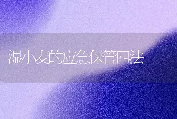 湿小麦的应急保管四法