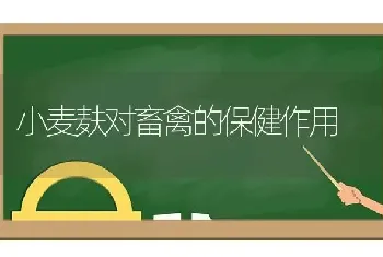 小麦麸对畜禽的保健作用