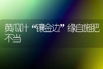 黄瓜叶“镶金边”缘自施肥不当