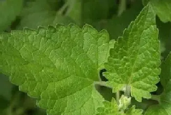 荆芥需要每天浇水吗?