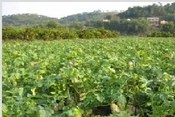 近期秋菜的田间管理要点