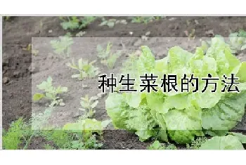 种生菜根的方法