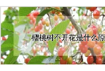 樱桃树不开花是什么原因