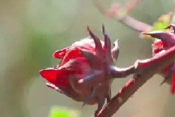 洛神花一年开几次花?洛神花形态特征与植物学史