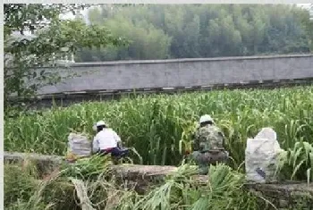 冷水茭白的栽培技术