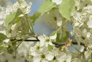 梨树花期是什么时候?