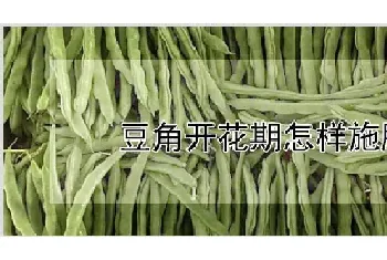 豆角开花期怎样施肥