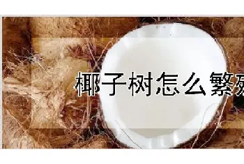 椰子树怎么繁殖