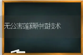 无公害莲藕种植技术