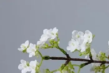 梨树一年开几次花?梨树形态特征与植物学史