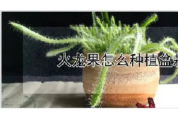 火龙果怎么种植盆栽