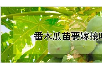 番木瓜苗要嫁接吗