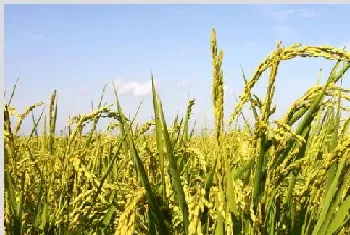 高产水稻的种植方法有哪些技巧