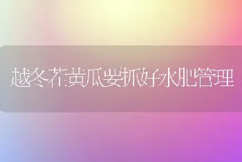 越冬茬黄瓜要抓好水肥管理