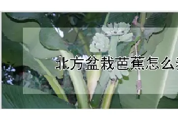 北方盆栽芭蕉怎么养