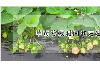 草莓移栽时间和方法