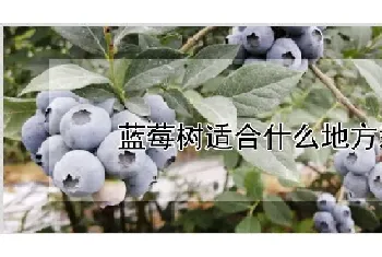 蓝莓树适合什么地方栽