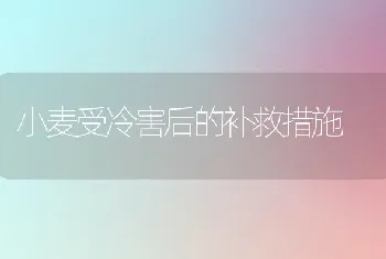 小麦受冷害后的补救措施