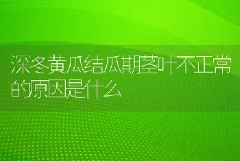 深冬黄瓜结瓜期茎叶不正常的原因是什么