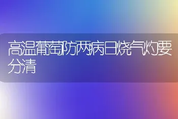 高温葡萄防两病日烧气灼要分清