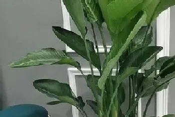 窗边适合放什么植物?